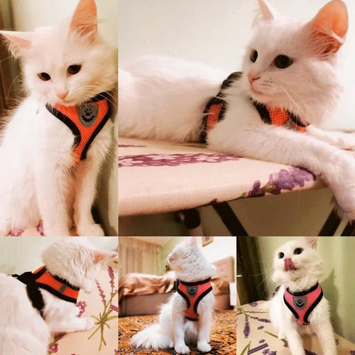 Cat Harness & Leash Set – Escape-Resistant Breathable Mesh Vest for Cats & Small Dogs