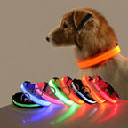 Dog wearing glowing orange LED collar with seven lit collar colors displayed