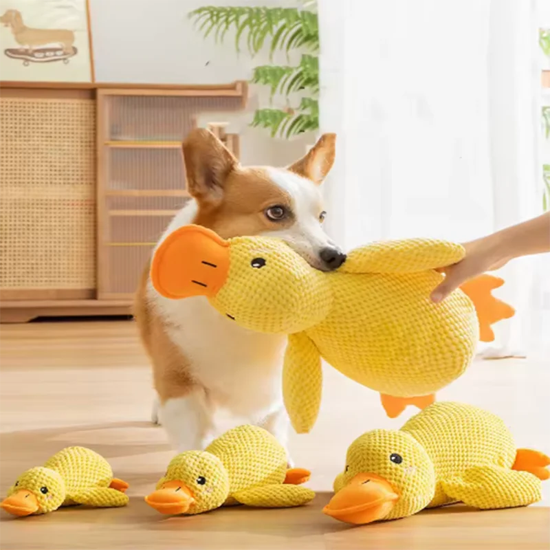 Corgi playing with yellow plush squeaky duck dog toys in three sizes