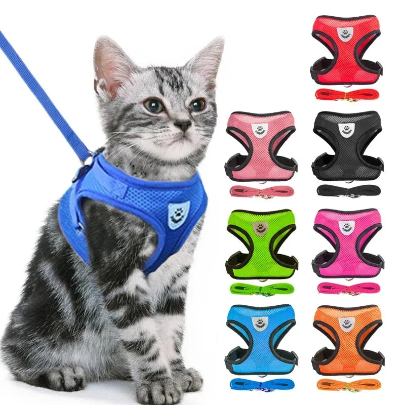Kitten wearing blue mesh cat harness with leash; eight harness colors shown